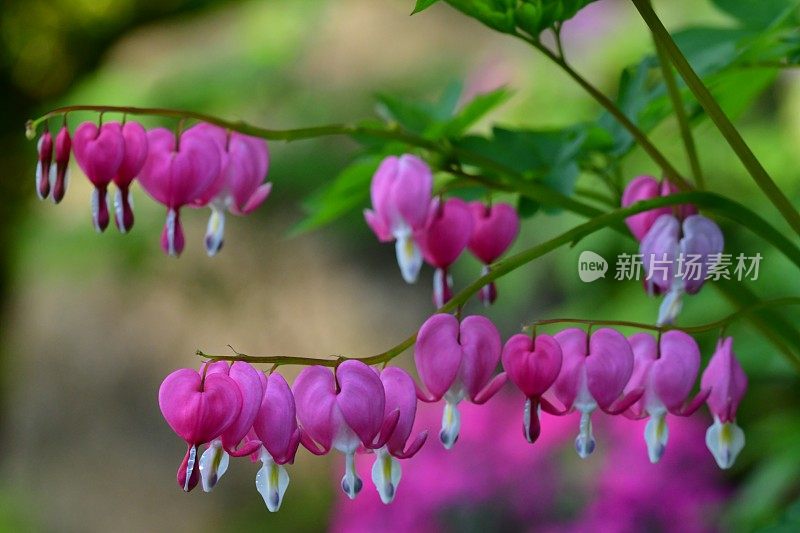 Lamprocapnos spectabilis /流血的心/七弦琴花